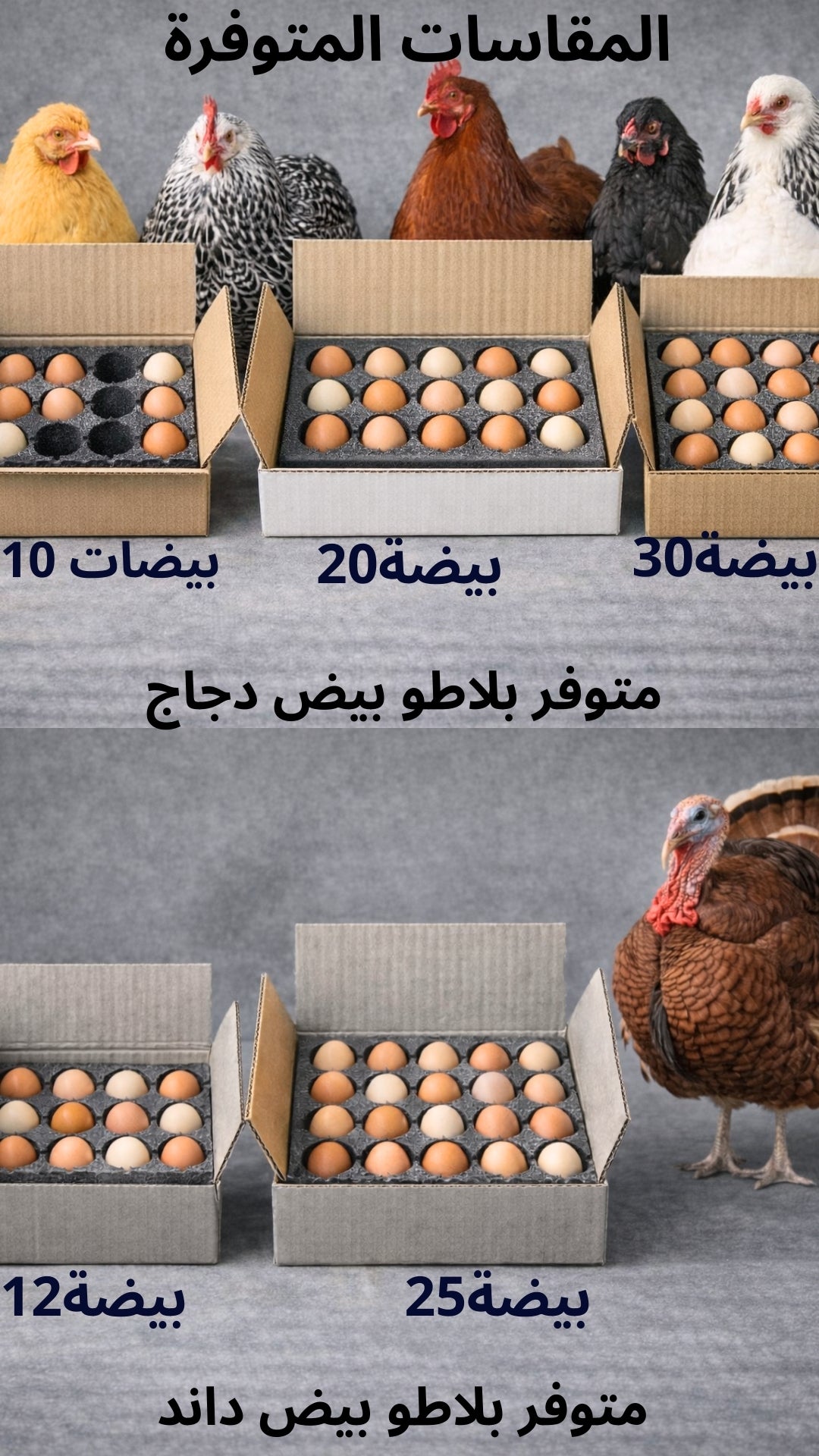 بلاطو 10 دجاج