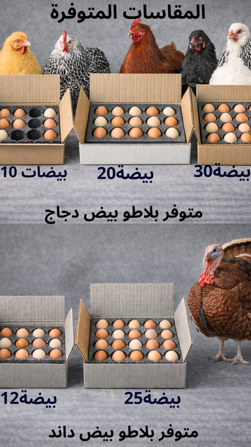 بلاطو 10 دجاج